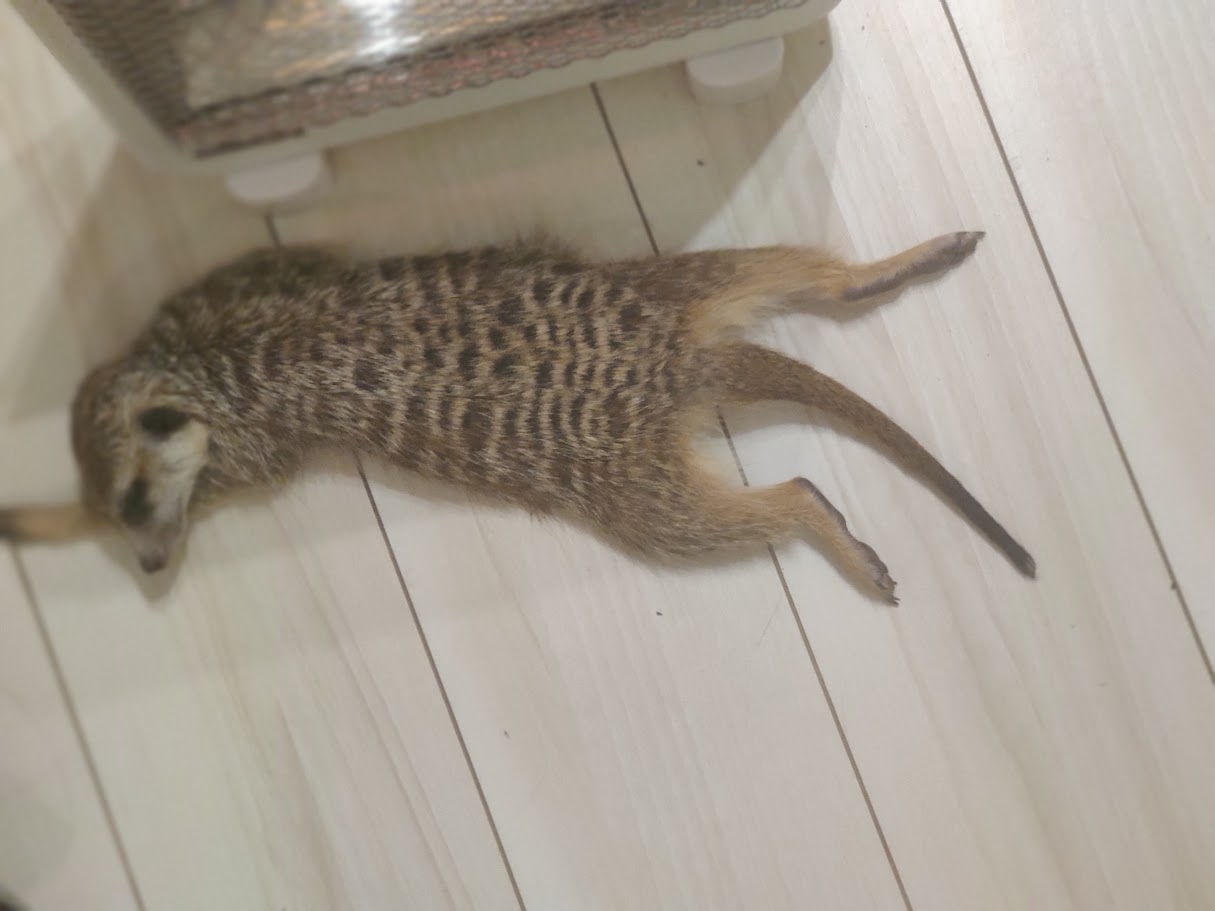 お昼のだらだら