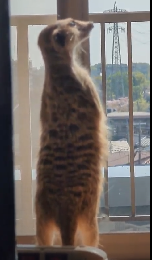 朝の見回り